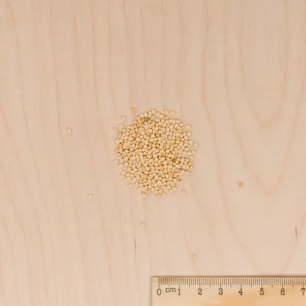 Potagères - Mâche Agathe - MEDIA_3D